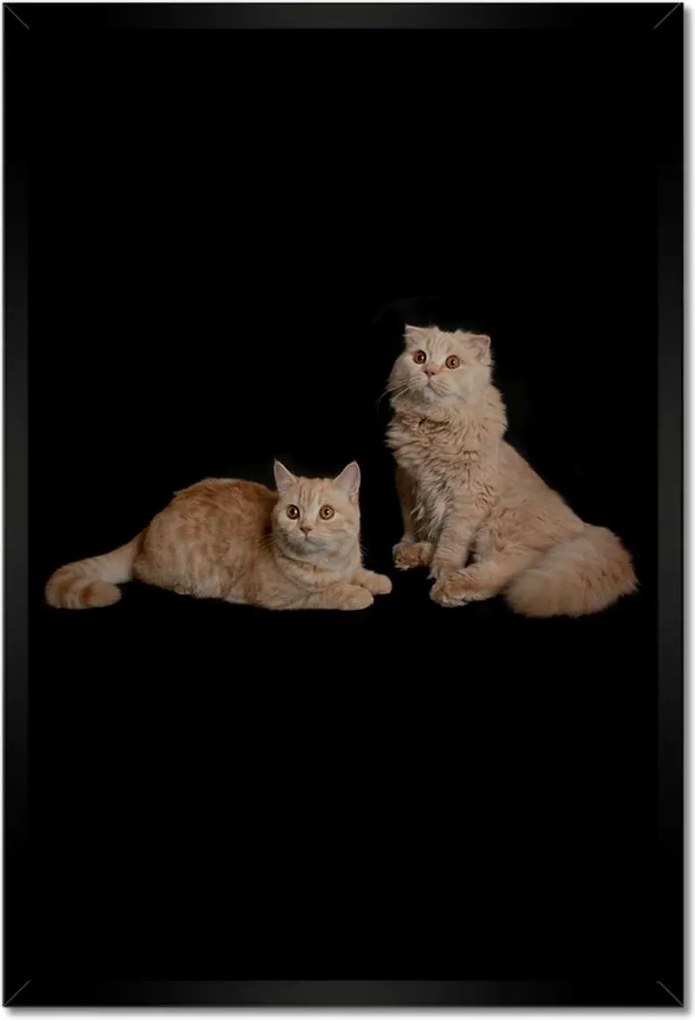 Poszterek keretben 40x60 Vörös brit macskák