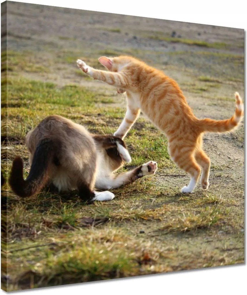 Vászonkép 40x40 Cica Cicák