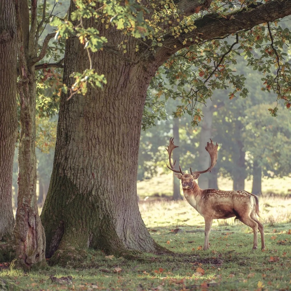 Poszter 80x80cm Szarvas az erdőben 3, Assaf Frank
