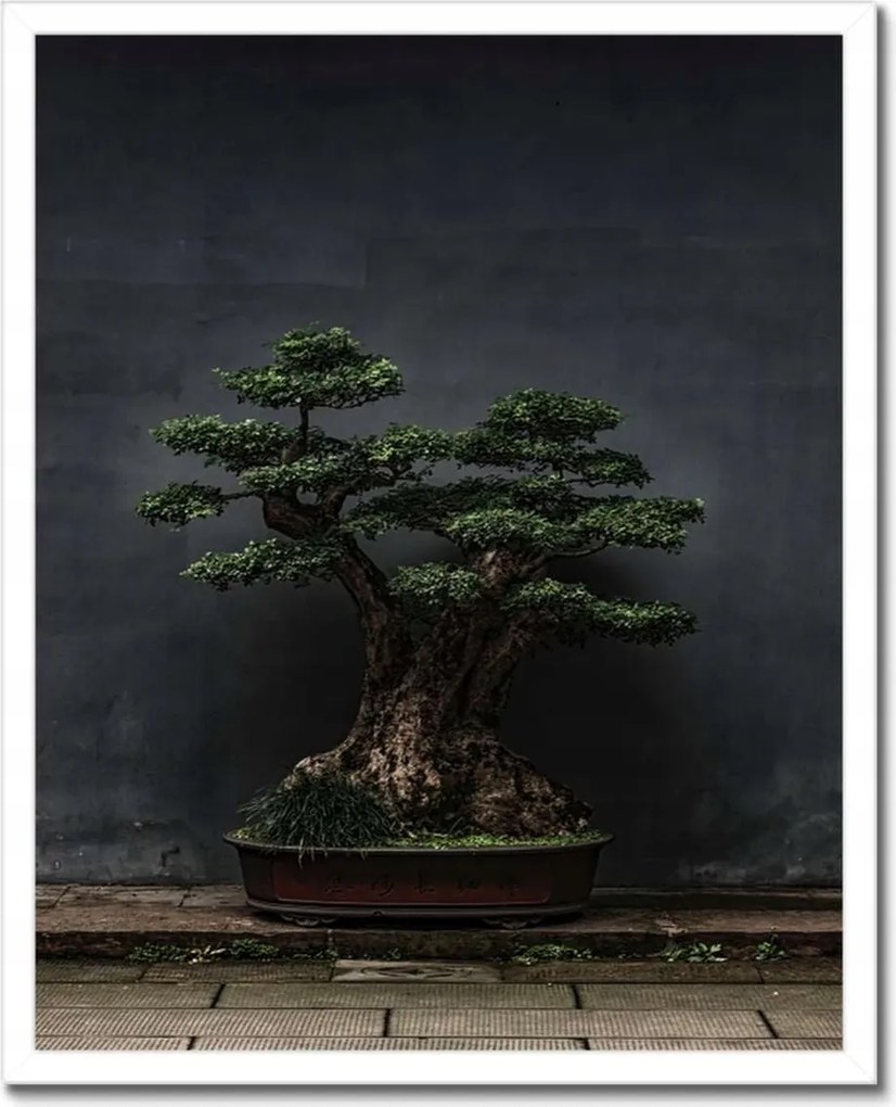 Poszterek keretben 40x50 Bonsai Fa Kultúra