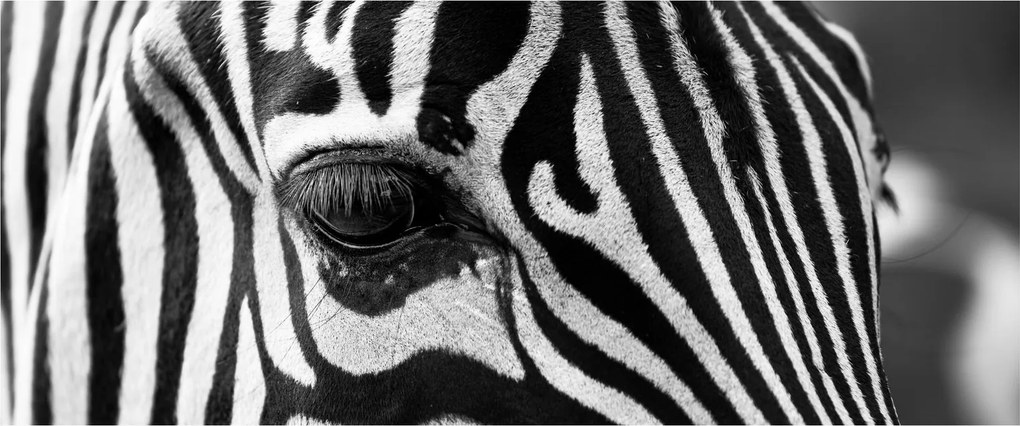 Zebra képe (120x50 cm)