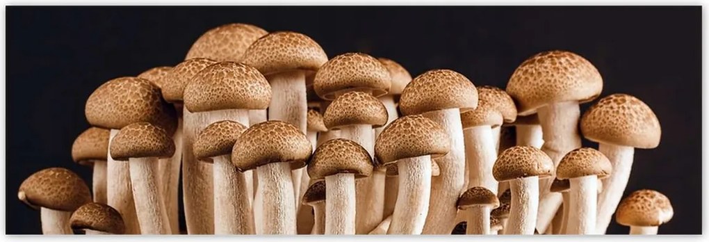 Poszterek 200x66 Gomba az erdőben Közelkép