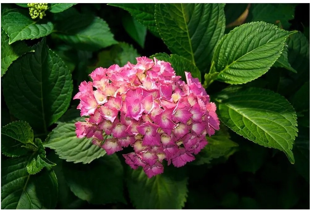 Fotótapéta virág virágok fotótapéta 416 x 254