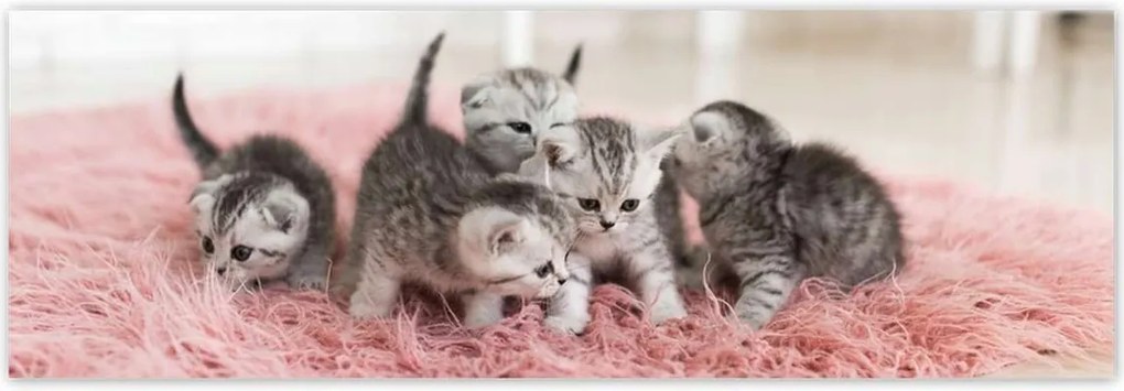 Fotótapéták 312x104 Cica Cicák