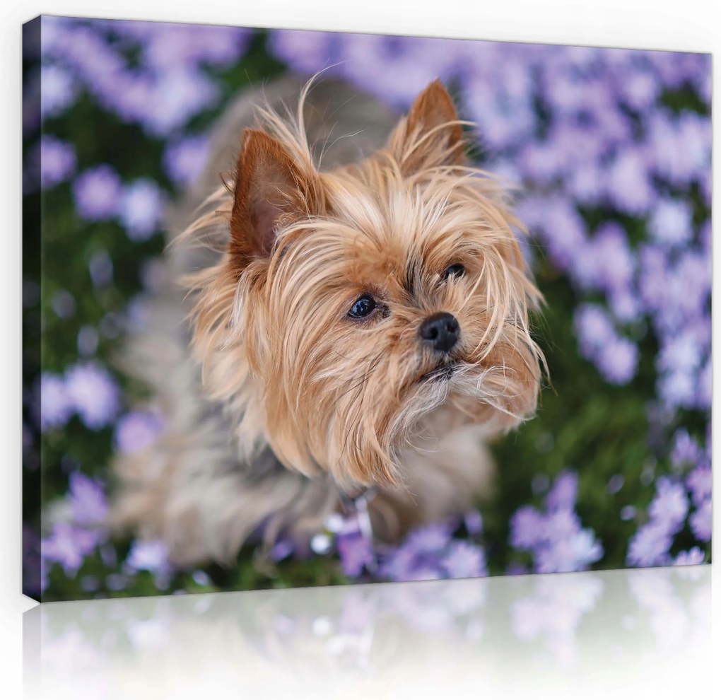 Vászonkép 100x75 Kis kutya terrier lila virágok portré természet aranyos