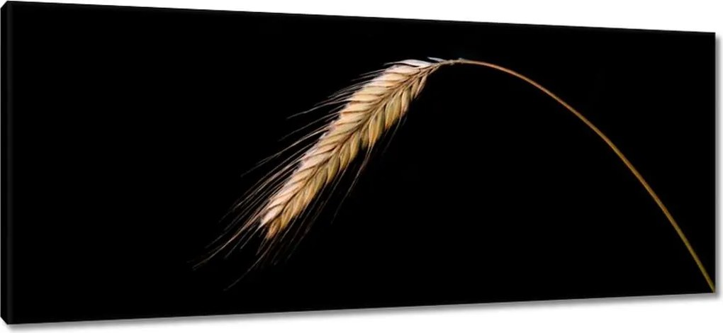 Vászonkép 100x40 Kalász rozs gabona arany