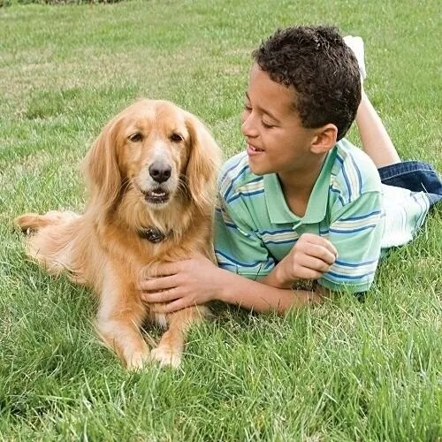 PetSafe® Elektromos kerítés kutyáknak