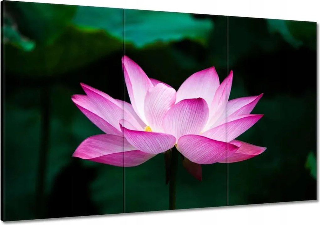 Festmények 120x80 Lótuszvirág