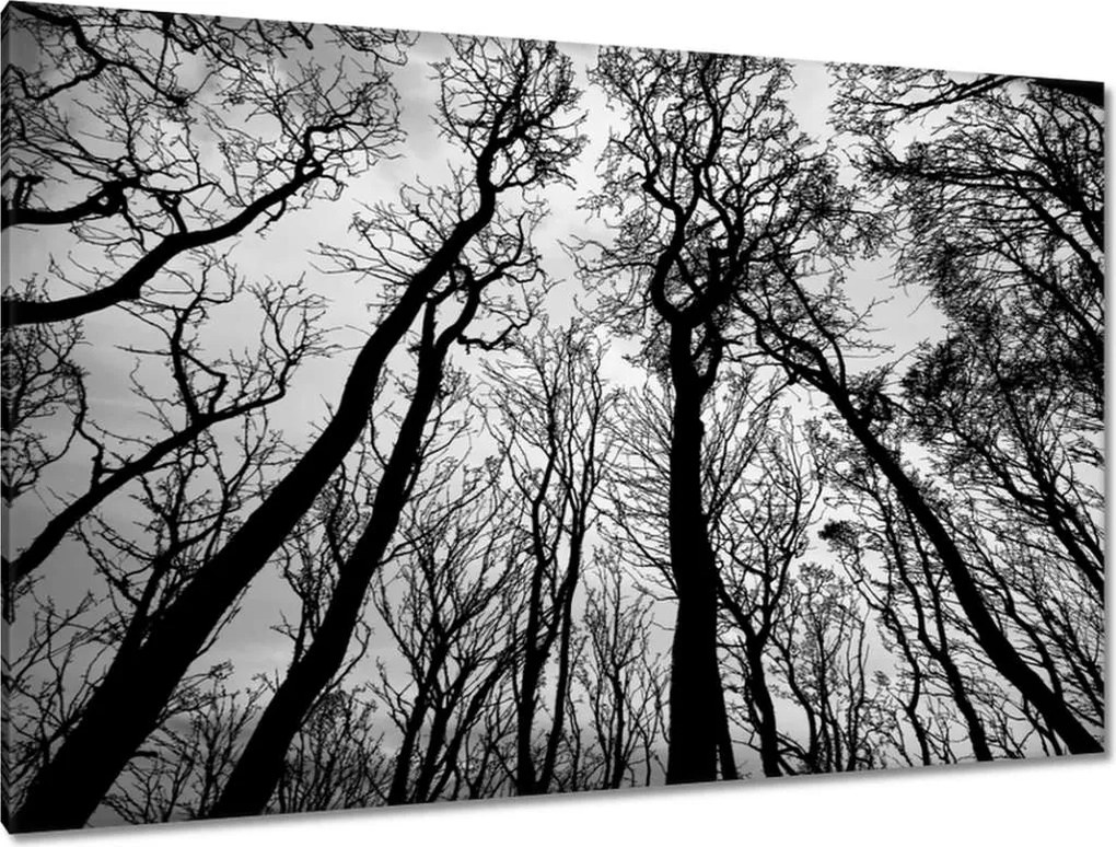 Festmények 120x80 Erdő Fák Kilátás alulról