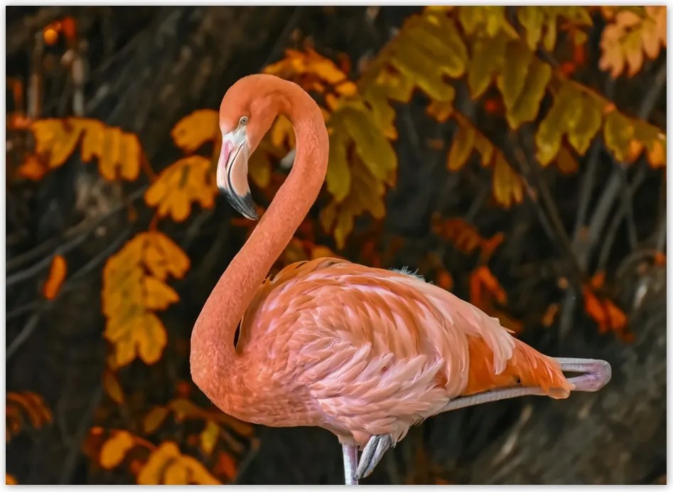 Fotótapéta flizelina 254x184 Gyönyörű flamingó