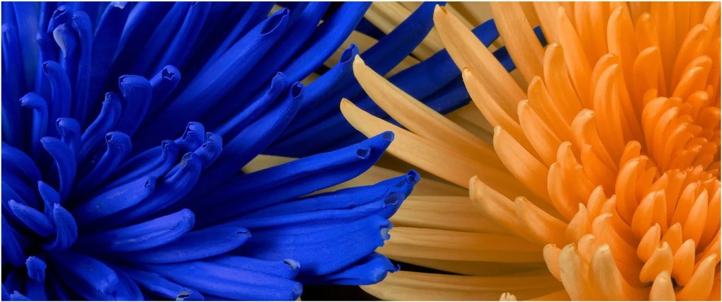 Részletes virágkép (120x50 cm)