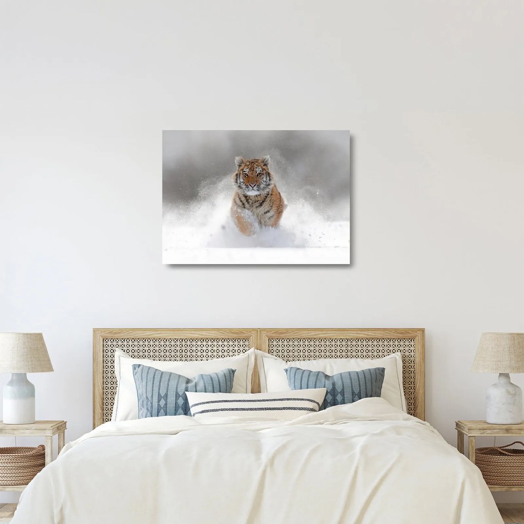 Futó tigris a hóban képe (üvegen) (70x50 cm)