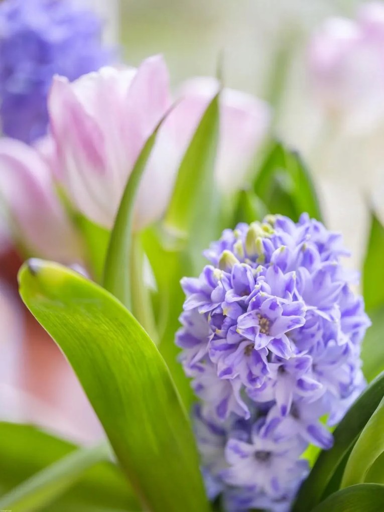 Poszter 60x80cm Jácint és tulipánok közelkép, Assaf Frank