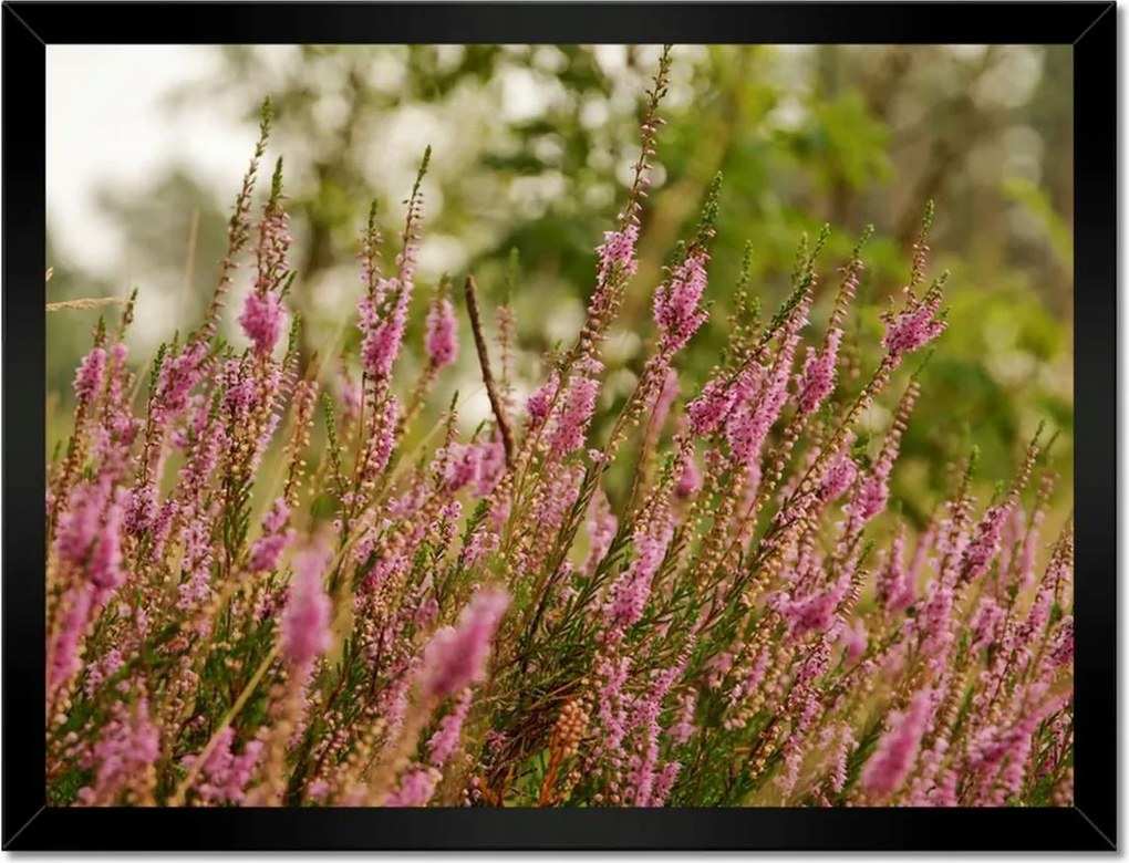 Poszterek keretben 40x30 Hanga Virágok lila