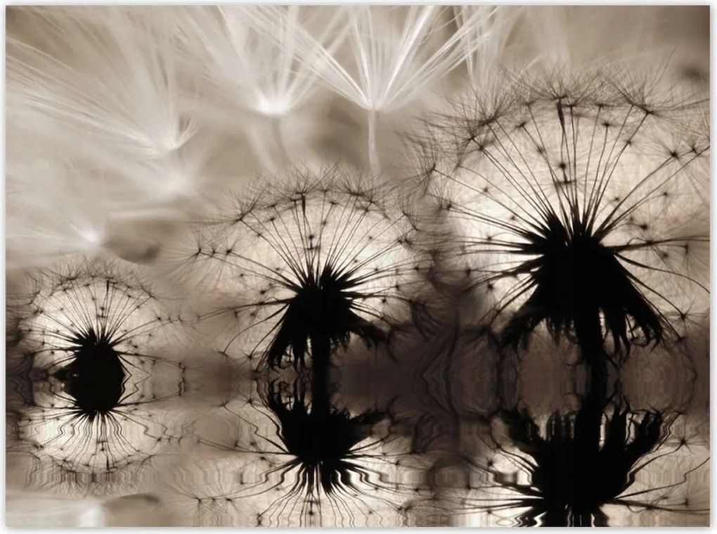 Poszterek 135x100 Pitypangok szépia papírsárkányok