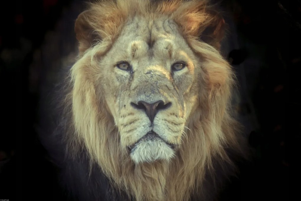 Poszter 60x40cm Oroszlánfej, Assaf Frank