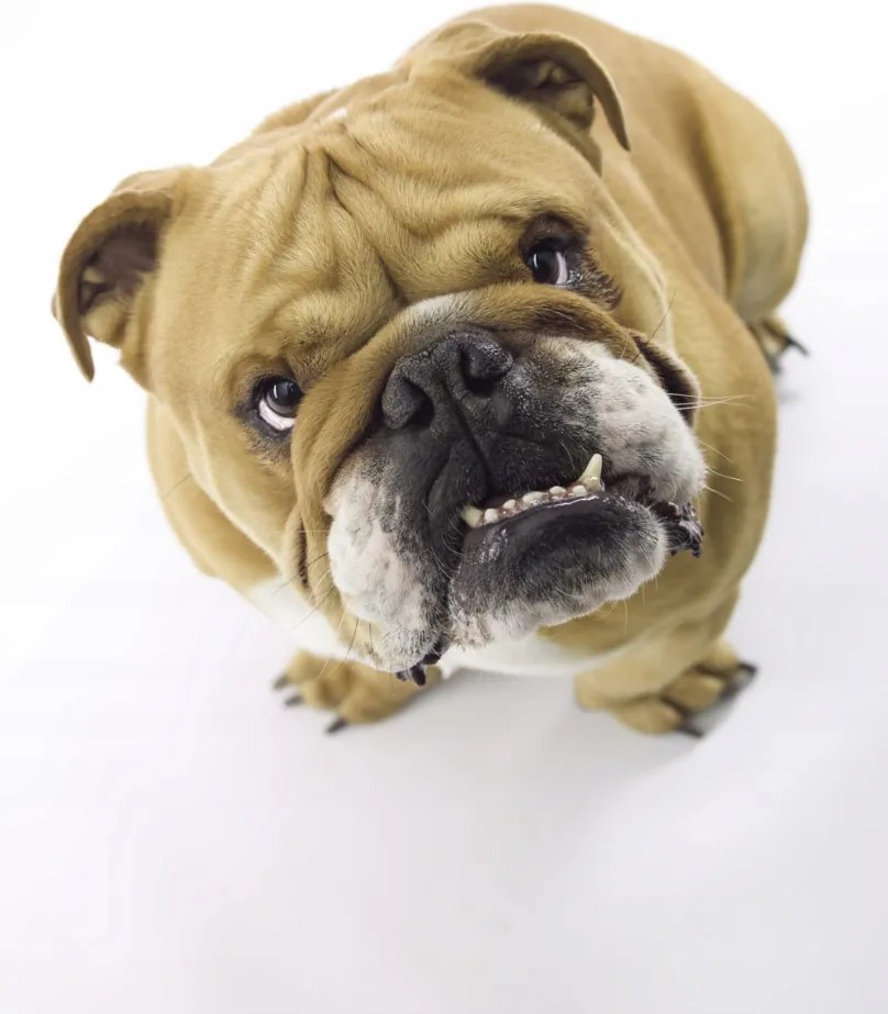 Poszter 68x101cm Brit bulldog fehér alapon 2, Assaf Frank