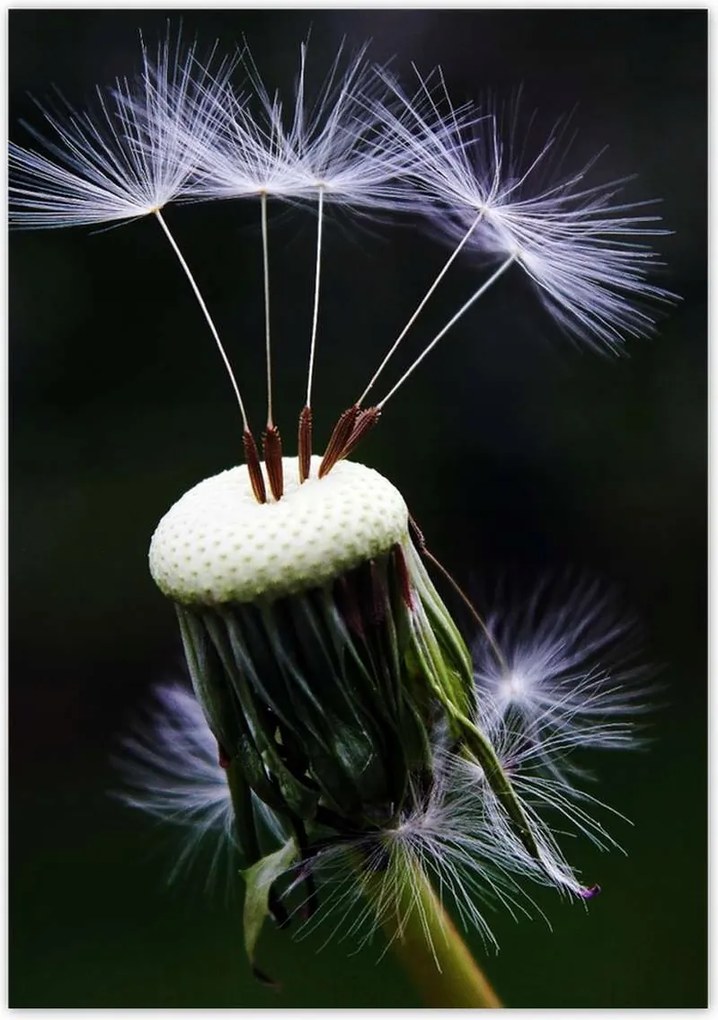 Poszterek 70x100 Pitypang Virág Virágok