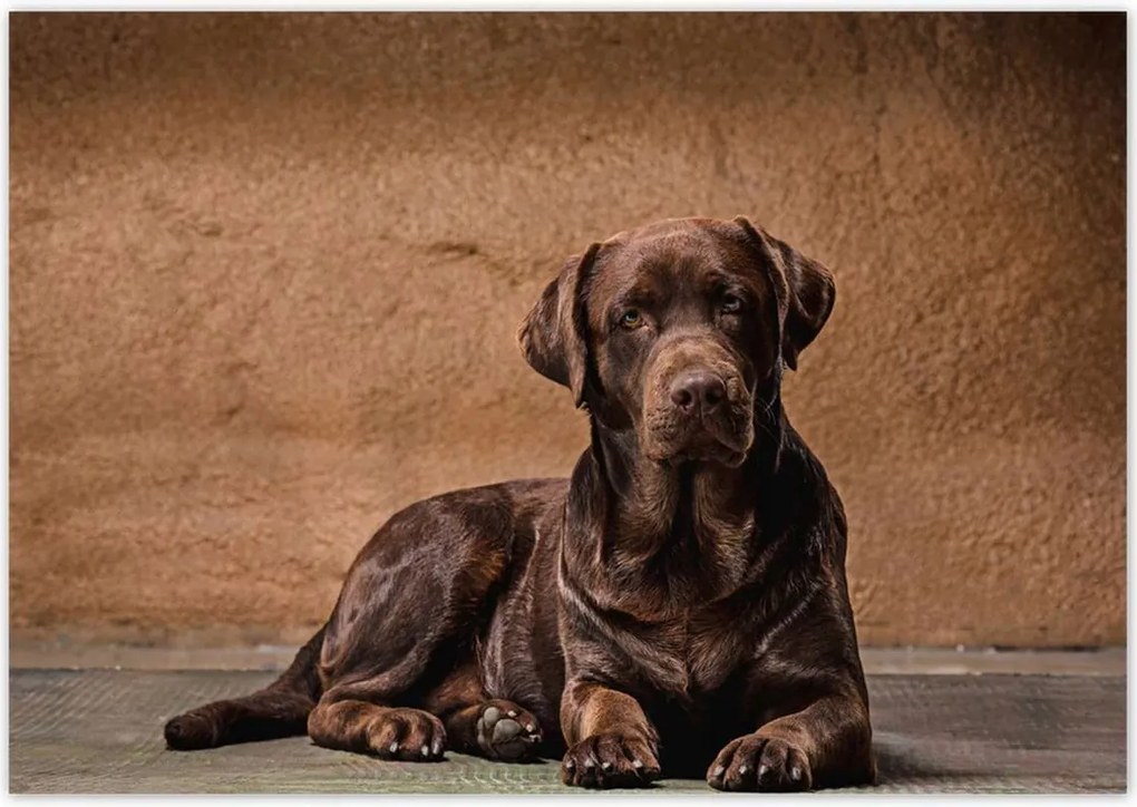 Poszterek 100x70 Barna kutya barát