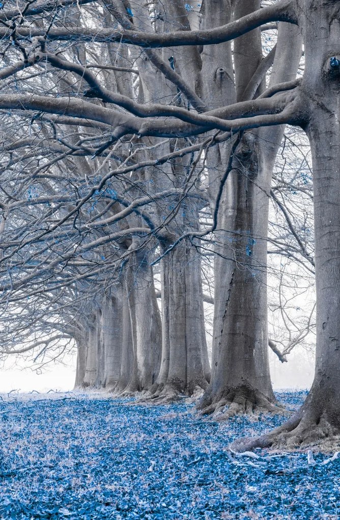 Poszter 56,6x86,4cm Fák egy sorban Kék levelek, Assaf Frank