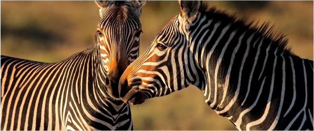 Kép - Két zebra (120x50 cm)