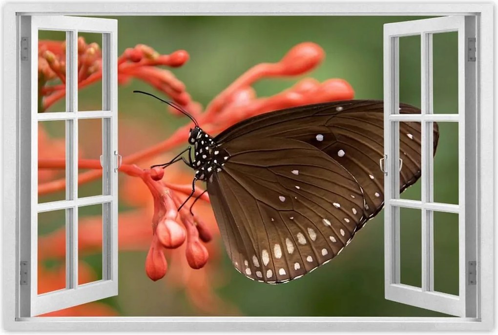 Poszter 60x40 Barna pillangó