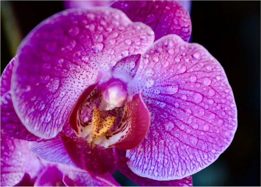 Részletes kép az orchidea virágról (üvegen) (70x50 cm)