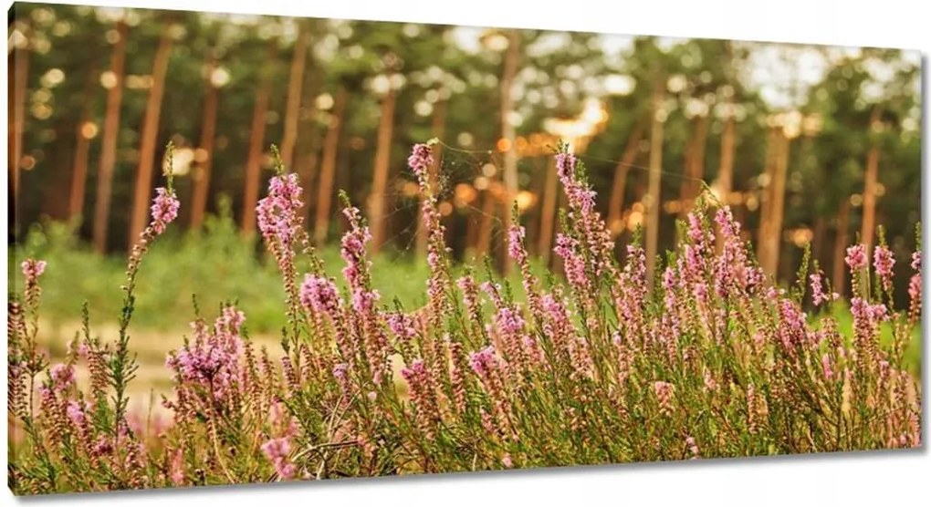 Vászonkép 115x55 Pókhálóval fonott hanga