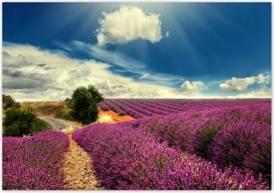 Fotótapéta flizelina 416x290 Levendula mező