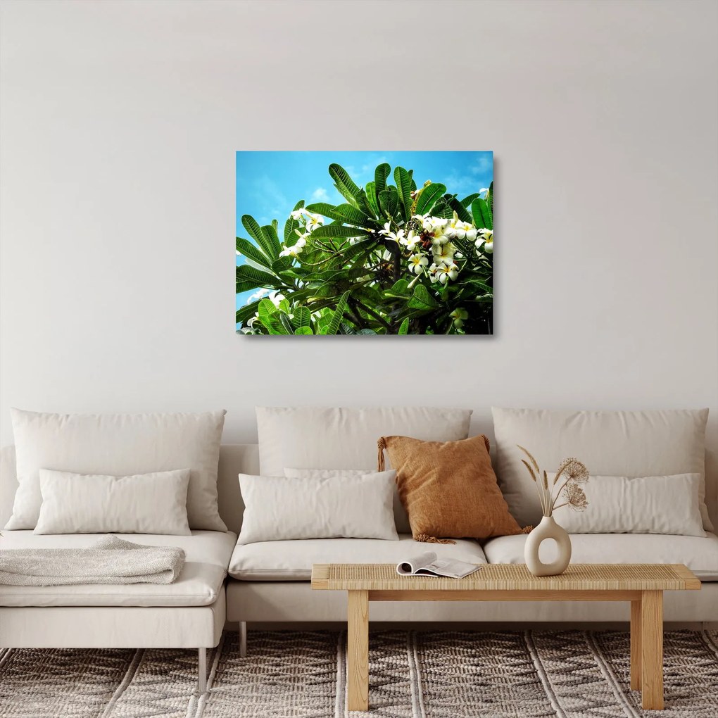 Kép - Plumeria (üvegen) (70x50 cm)
