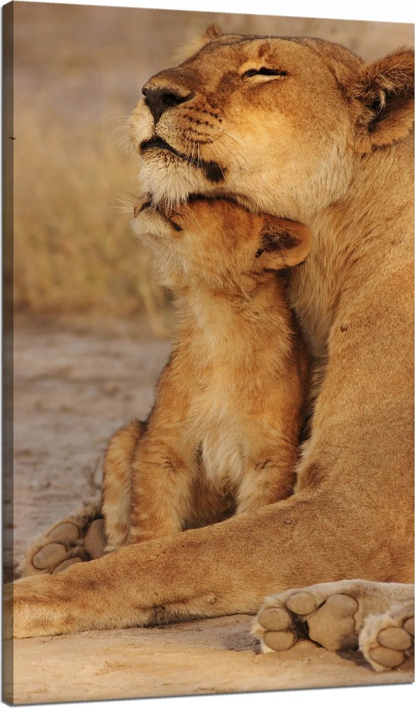 Vászonkép Oroszlán és oroszlánkölyök szavanna Natura 70x120 cm