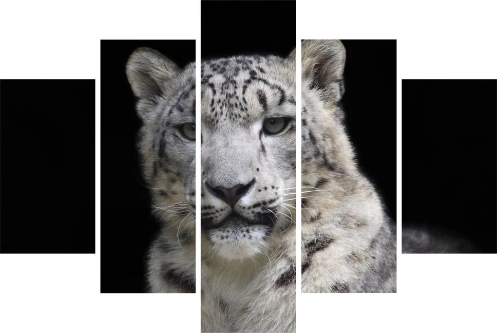 Kép - Snow Leopard (150x105 cm)