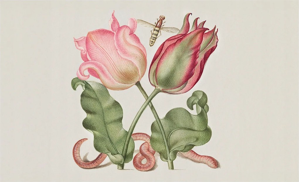 Fotótapéta Flizelin Hálószoba Nappali Tulipán szépség 416x254 Ragasztó