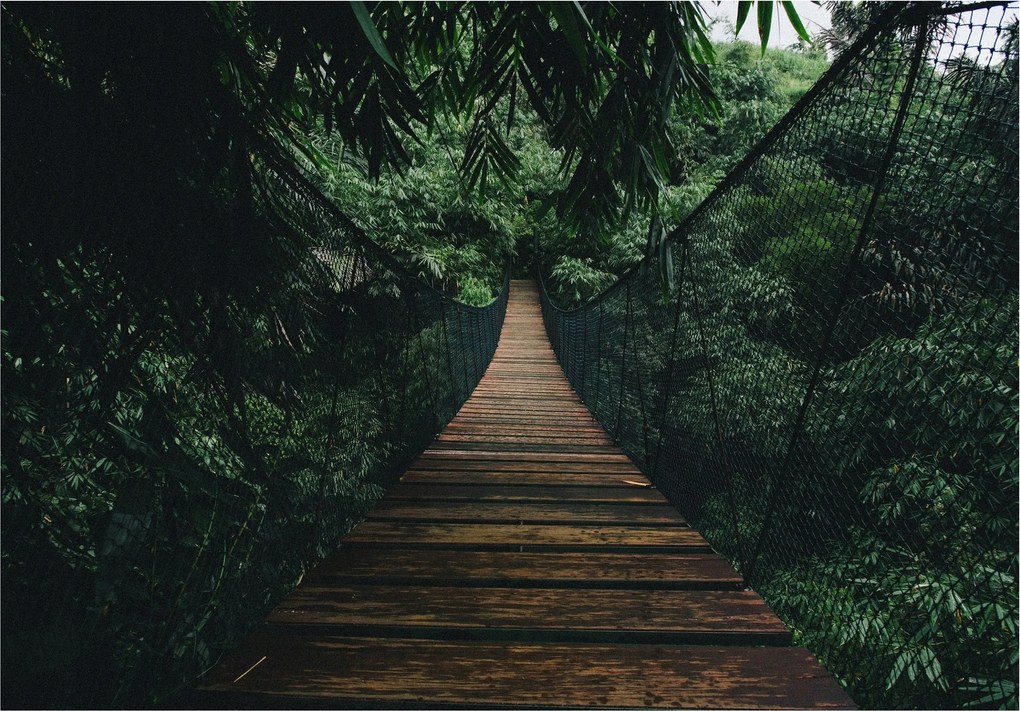 Fotótapéta Híd a dzsungelben vinil zöld 312x219 +ragasztó