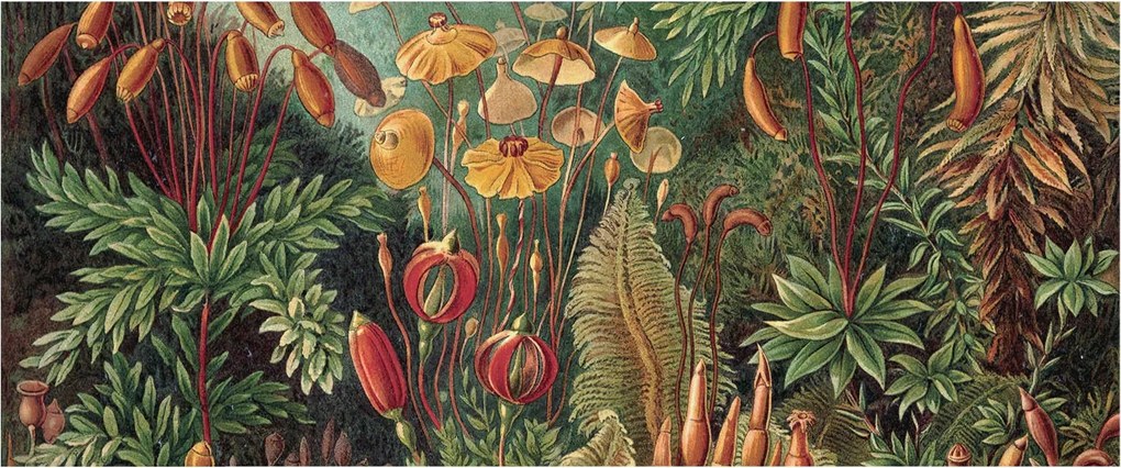 Tapéta Flizelin Falfestmény Prémium Egzotikus kert 250x104 Ragasztó