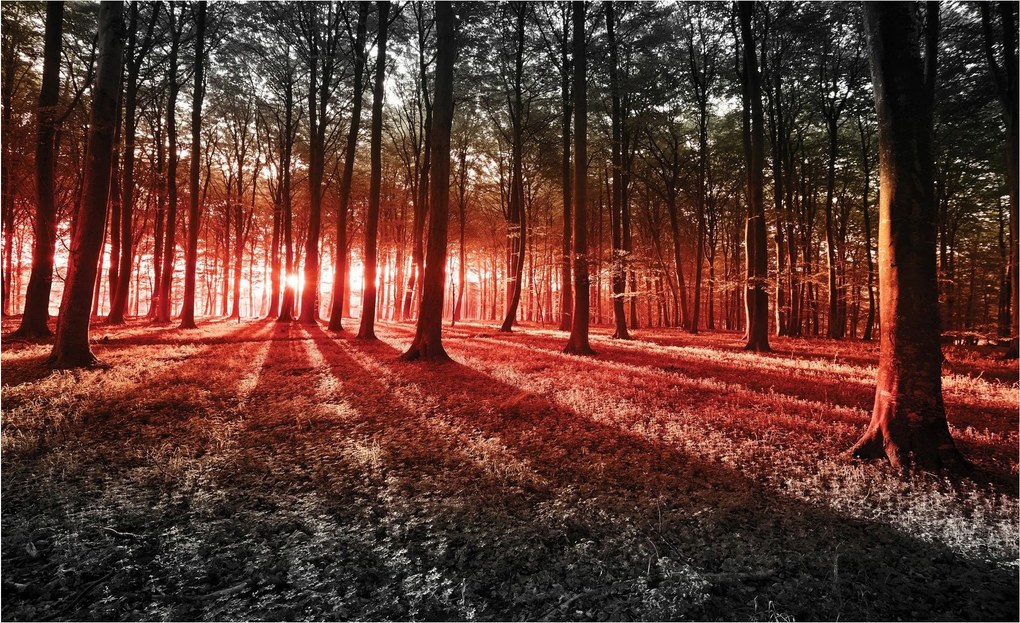 Fotótapéta Erdei napsugarak vinil árnyékok 368x254 +ragasztó