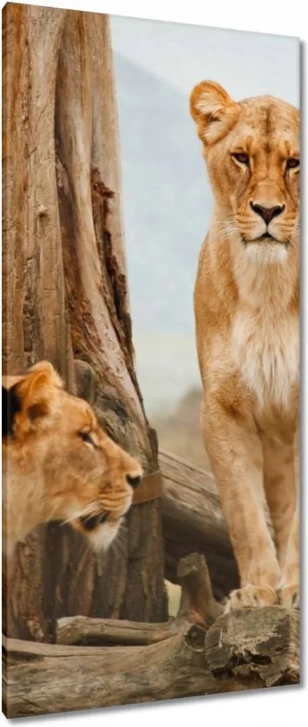 Vászonkép 55x115 Oroszlánok Afrikában