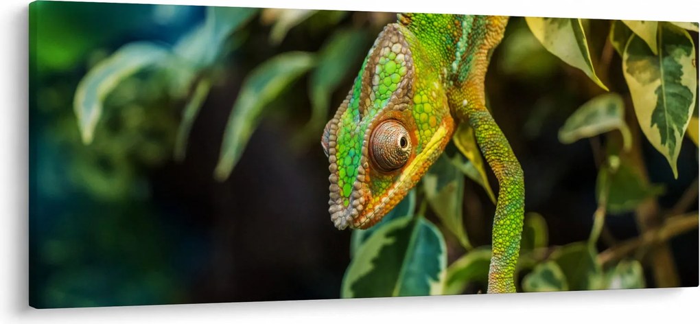 Kaméleon képe (120x50 cm)