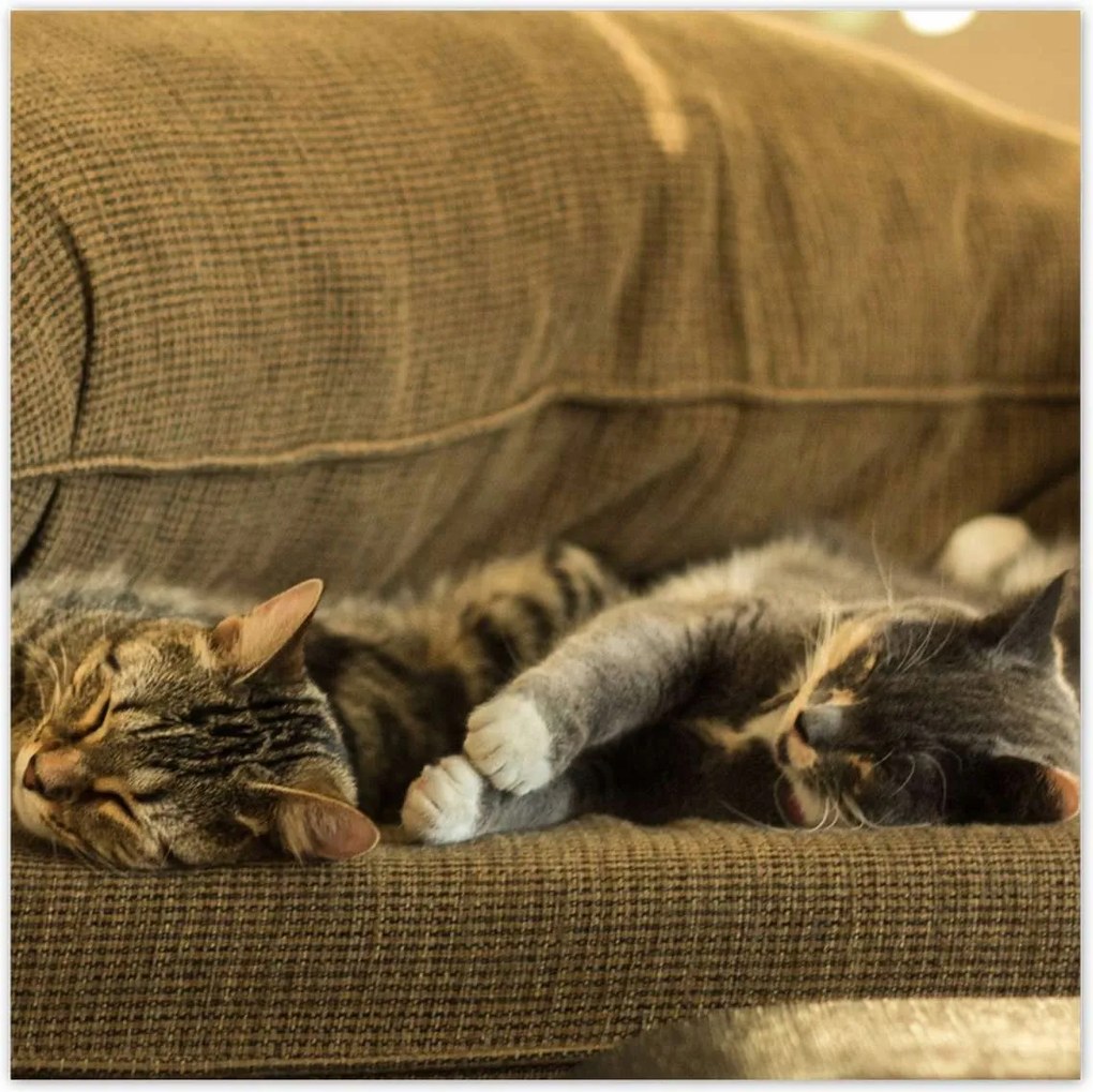 Poszterek 100x100 Cica Cicák