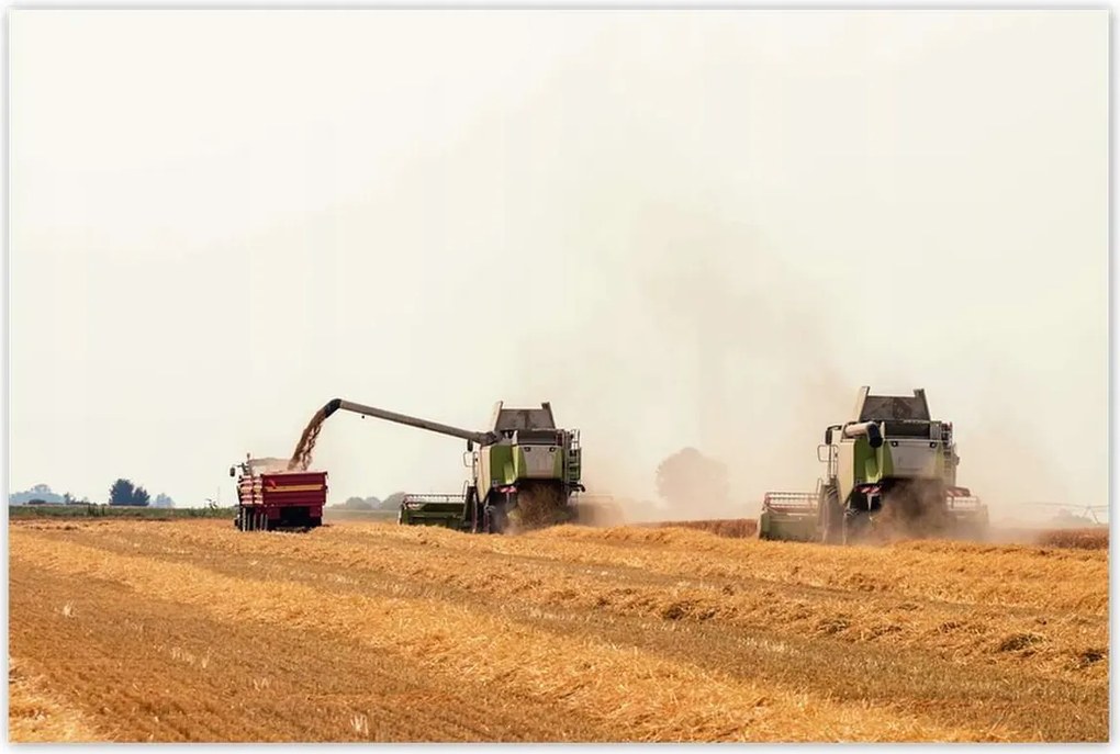 Poszterek 120x80 Kombájn a gabona betakarításához