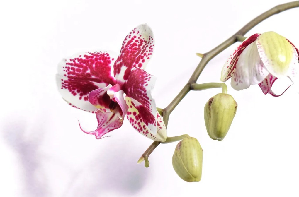 Orchidea virág képe (90x60 cm)