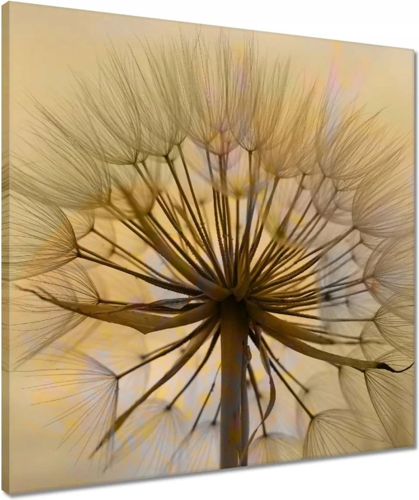 Vászonkép 50x50 Pitypang Virág Virágok