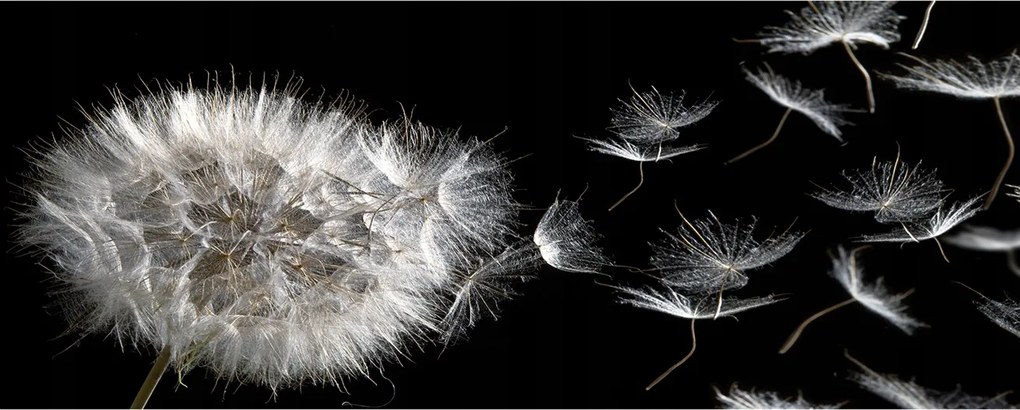 Modern üvegpanel a konyhába Pitypang XXL