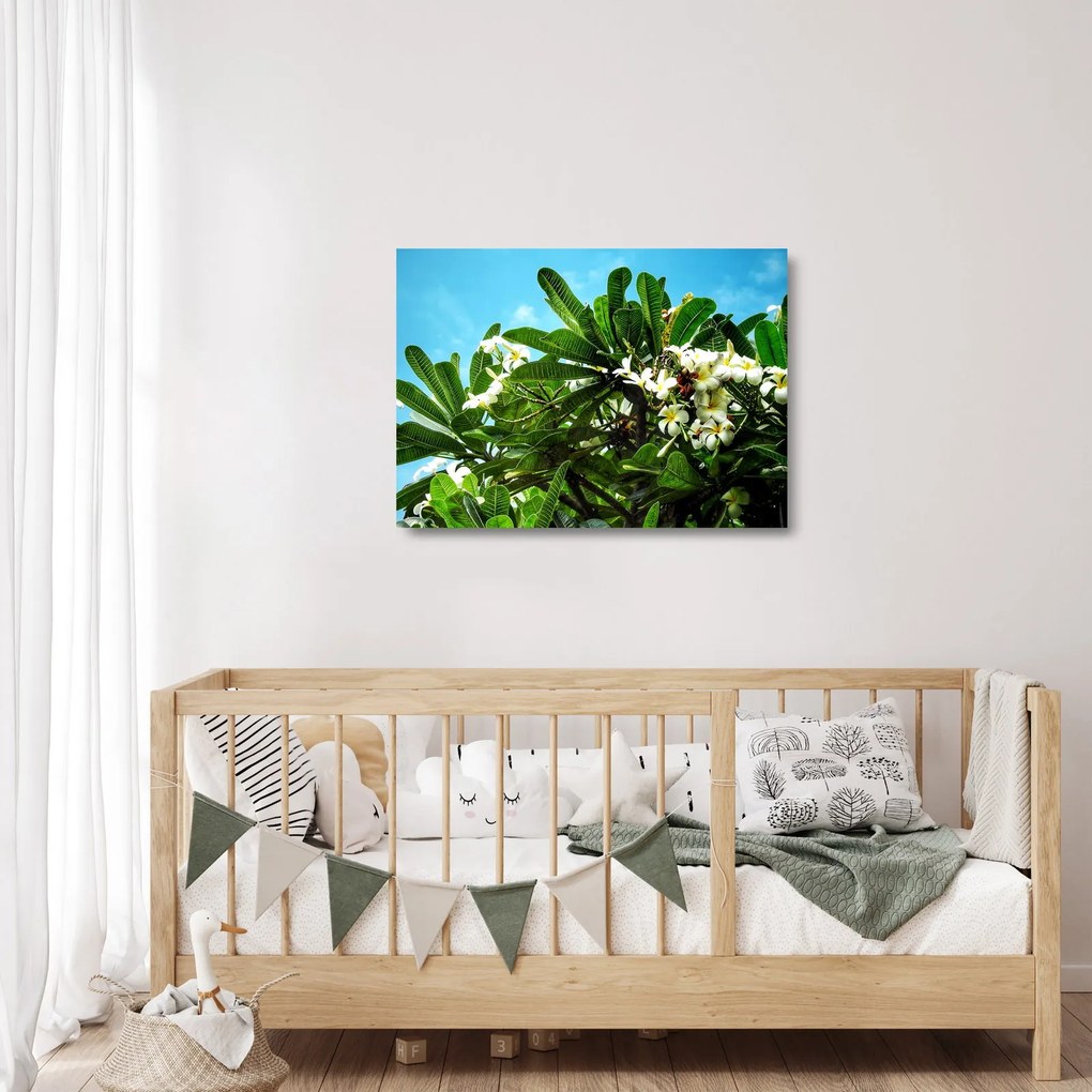 Kép - Plumeria (üvegen) (70x50 cm)