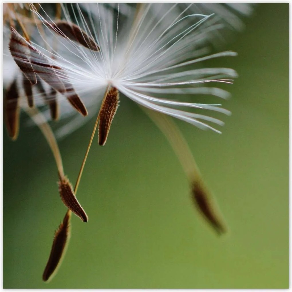 Poszterek 100x100 Pitypang Virág Virágok