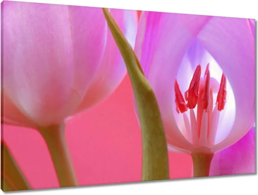 Vászonkép 90x60 Rózsaszín tulipán