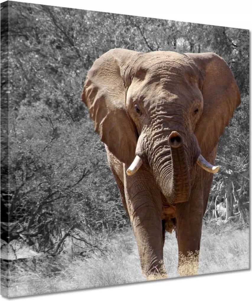 Vászonkép 30x30 A nagy elefánt