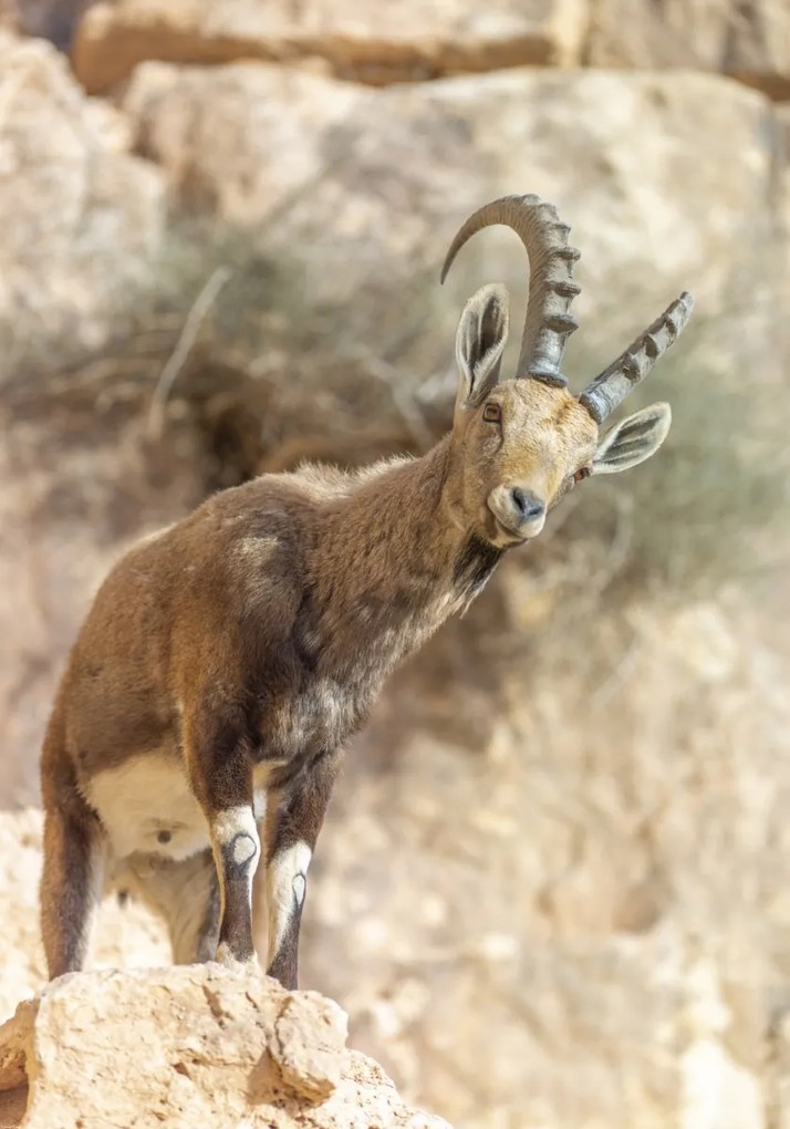 Poszter 70x100cm Ibex Nubiana, Assaf Frank