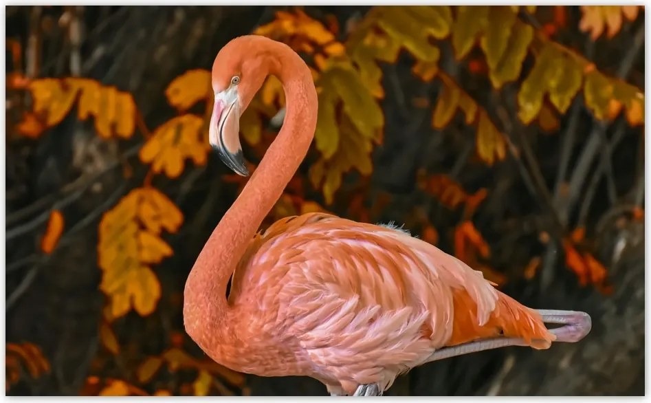 Fotótapéta flizelina 520x318 Gyönyörű flamingó