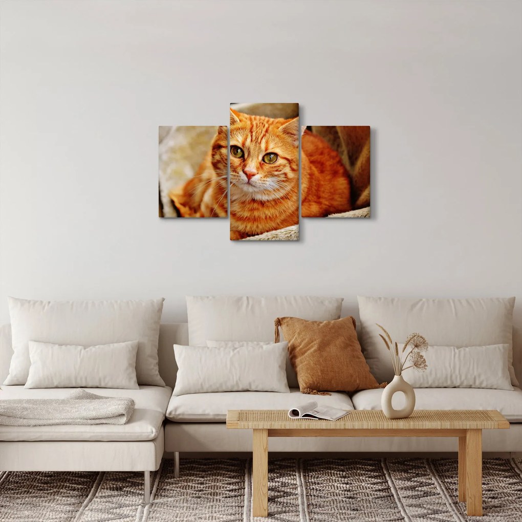 Egy fekvő macska képe (90x60 cm)